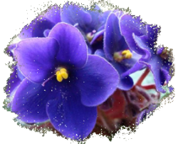 Виола многолетняя (фиалка)