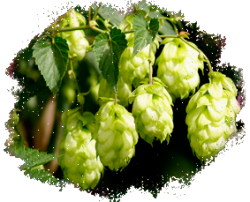 Хмель многолетний