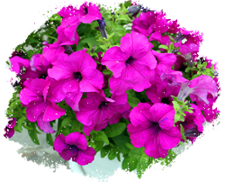 Петуния мелкоцветковая (миллифлора)