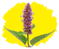 Лофант (мята мексиканская)