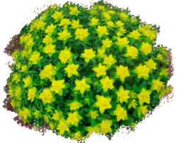 Молочай (эуфорбия)