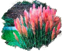 Травы декоративные многолетние