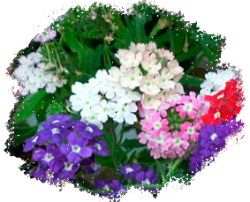 Вербена однолетняя