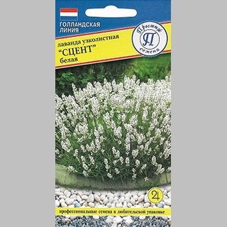 Лаванда Сцент Белая (узколистная)