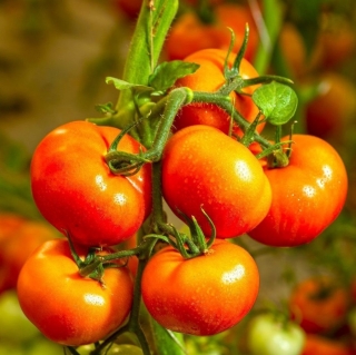 Томат Сафари F1