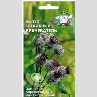 Лопух Врачеватель большой