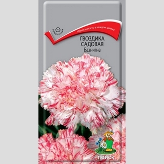 Гвоздика Баэнигна (садовая)