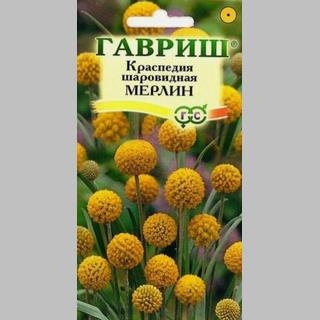 Краспедия Мерлин шаровидная