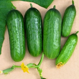 Огурец Коктейльный партенокарпик № 116 F1 (большой пакет)
