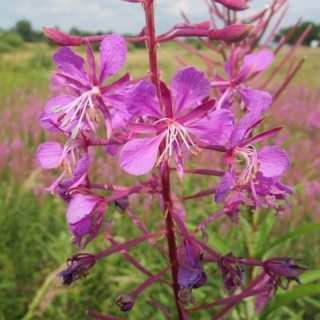 Иван-Чай Кипрей Узколистный (большой пакет)