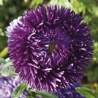 Астра Гремлин Темно-фиолетовая