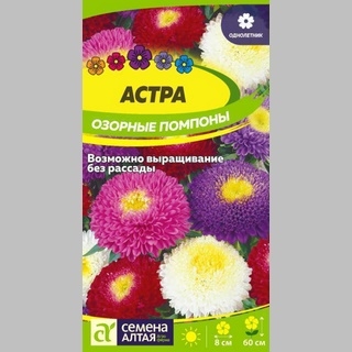 Астра Озорные Помпоны