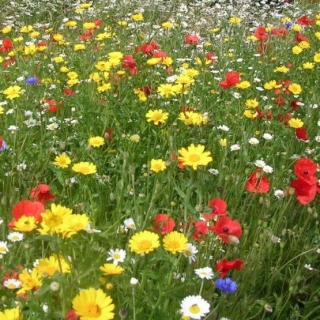 Газонная трава Цветочная поляна 100г (коробка) (большой пакет)