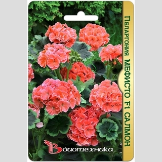 Пеларгония Мефисто F1 Салмон