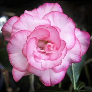 Адениум Гвоздики (тучный) (большой пакет)