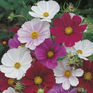 Космос Версаль смесь