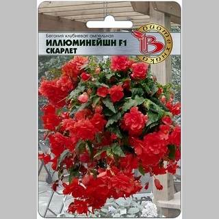 Бегония Иллюминейшн F1 Скарлет (ампельная)
