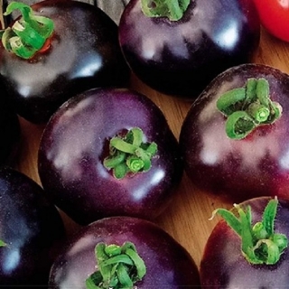 Томат Шахтер F1 (большой пакет)