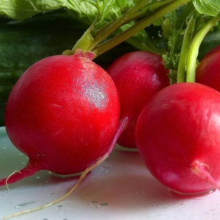 Редис Сибирский Гигант