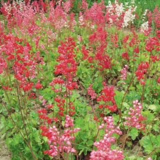 Гейхера Огни Москвы смесь