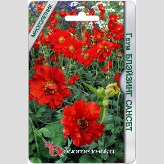 Геум Блэйзинг Сансет махровый (гравилат)