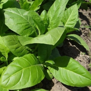 Табак Восточный курительный