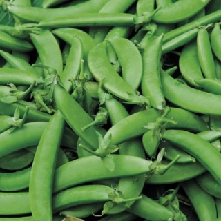 Горох Делиза