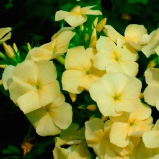 Флокс Лимонное чудо (Друммонда)