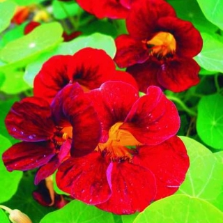 Настурция Король гномов