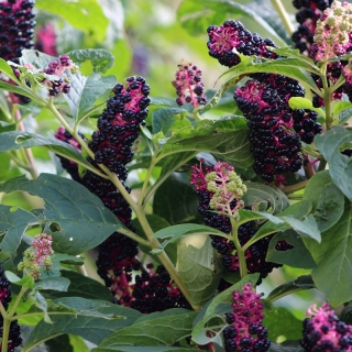 Лаконос Бестселлер (Фитолакка)