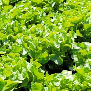 Салат Дубачек