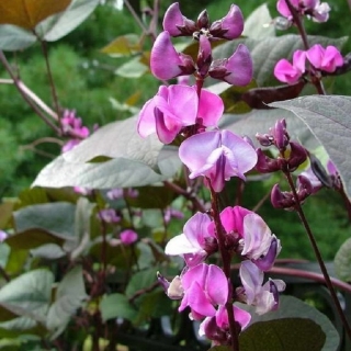 Долихос Ниагарский водопад