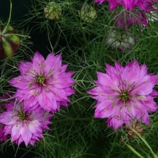 Нигелла Шахеризада