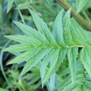 Валериана Целительница (лекарственная)