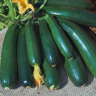 Кабачок Скворушка