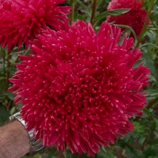 Астра Мерлин Гранат