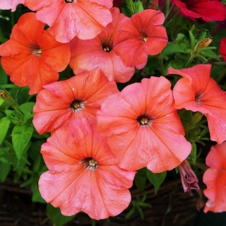 Петуния Канон Лососевая F1