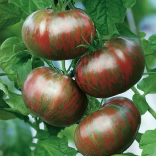 Томат Амурский тигр розовый