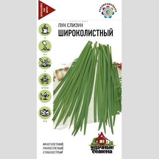 Лук Широколистный слизун