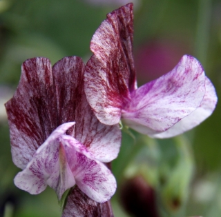 Горошек Олд Спайс Сенатор (душистый)