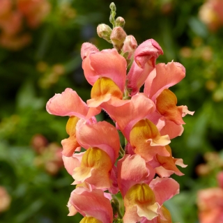 Антирринум Абрикосовый зонтик (Львиный зев)