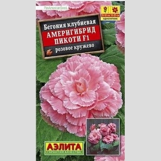 Бегония Америгибрид Пикоти F1 Розовое кружево