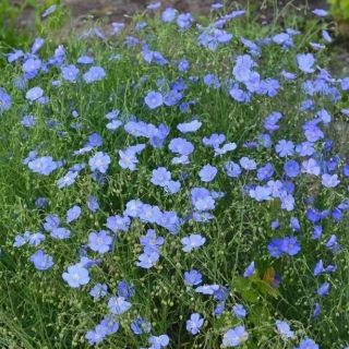 Лен Небесный многолетний