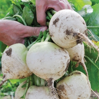 Редис Русский размер Белый XXL