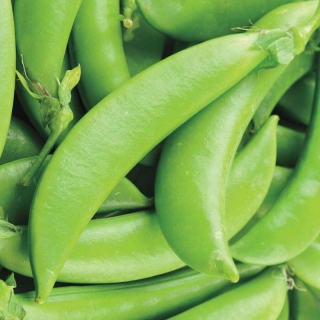 Горох Медовый стручок