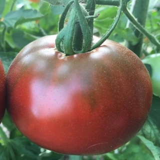 Томат Африканский коричневый