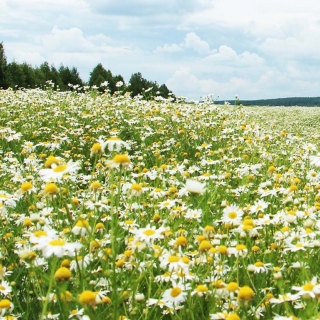 Ромашка Подмосковная аптечная