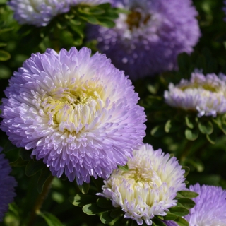 Астра Хризантелла Зимний взгляд