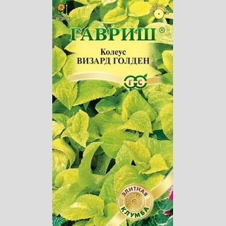 Колеус Визард Голден