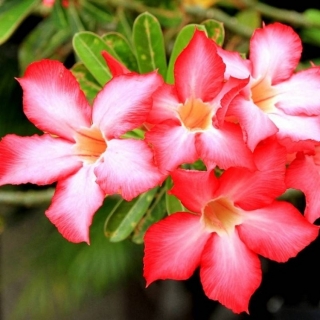 Адениум Все звёзды (тучный) (большой пакет)